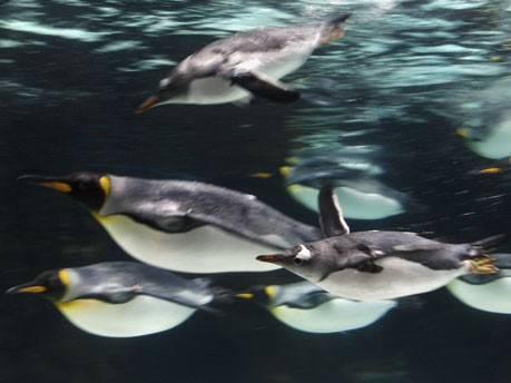 Pinguine in Melbourne