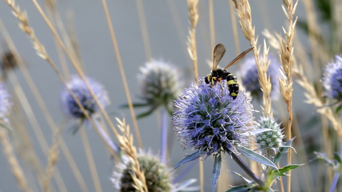 Artenschutz: Zwei Jahre sind seit dem Volksbegehren "Rettet die Bienen" vergangen.