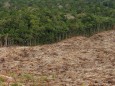 Amazonas-Abholzung: Umweltministerium setzt Projekte au