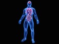 Beleuchtete Organe in blauem anatomischen Modell PUBLICATIONxINxGERxSUIxAUTxONLY OliverxBurston 1010