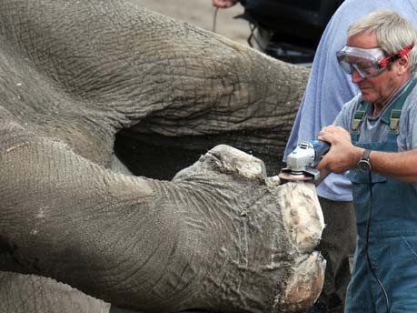Elefanten-Fußpflege in Kiew