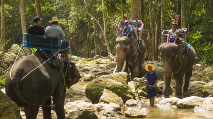 Thailand: Arbeitselefanten haben die Angst vor dem Menschen verinnerlicht, sagen Tierschützer - und plädieren für mehr Distanz.