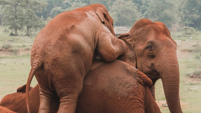 Thailand: Knapp 7000 Elefanten gibt es in Thailand. Die Hälfte lebt in freier Natur, die andere Hälfte immer noch in Camps. Und der natürliche Lebensraum der Tiere schwindet.