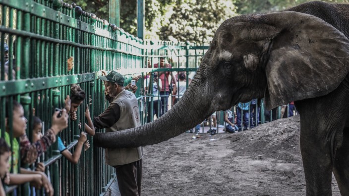 Keine afrikanischen Elefanten mehr für Zoos und Zirkusse