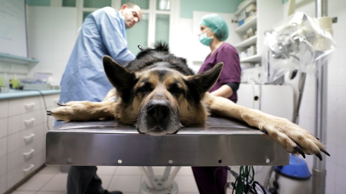 Veterinary doctor, Patrick Hayot, prepares a dog for a surgery at the 'Berlioz veterinary clinic' in Nice