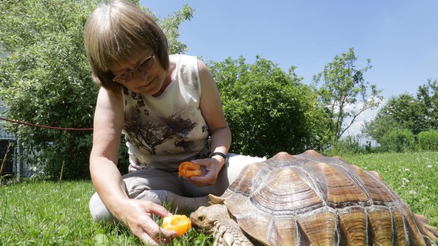 Neufahrnerin rettet Schildkröten: Die Spornschildkröten von Angelika Mair wiegen bis zu 50 Kilo, wenn sie ausgewachsen sind. Die 61-Jährige aus Mintraching unterstützt den Tierschutzverein, wenn wieder irgendwo eine Schildkröte gefunden worden ist.