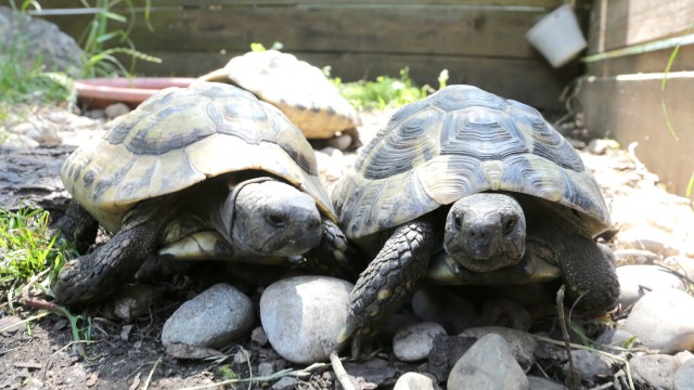 Neufahrnerin rettet Schildkröten: Schildkröten brauchen UV-Licht, sonst kann es unter anderem zu Deformationen an ihrem Panzer kommen.