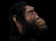 australopithecus anamensis