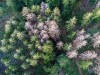 Waldsterben in Deutschland 19 08 2019 Oberursel Hessen Abgestorbene Fichten stehen im Wald nahe