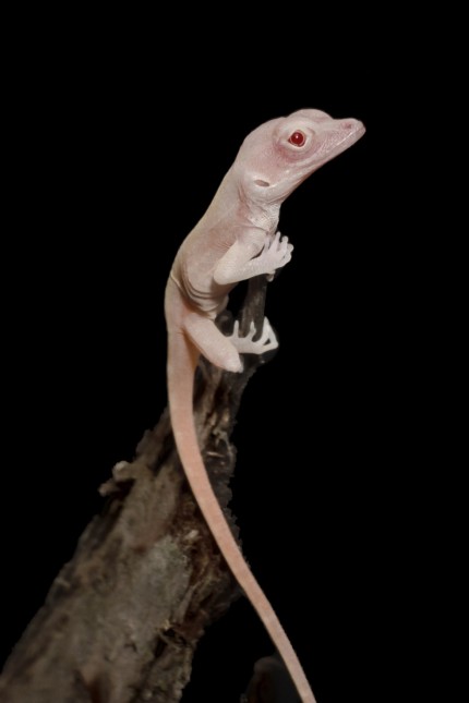 Molekularbiologie: Eines der ersten gentechnisch veränderten Reptilien: Albino-Eidechse