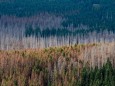 Waldschäden in Deutschland
