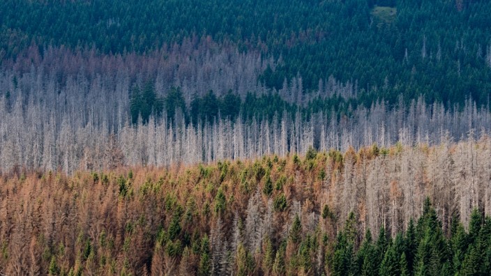 Waldschäden in Deutschland