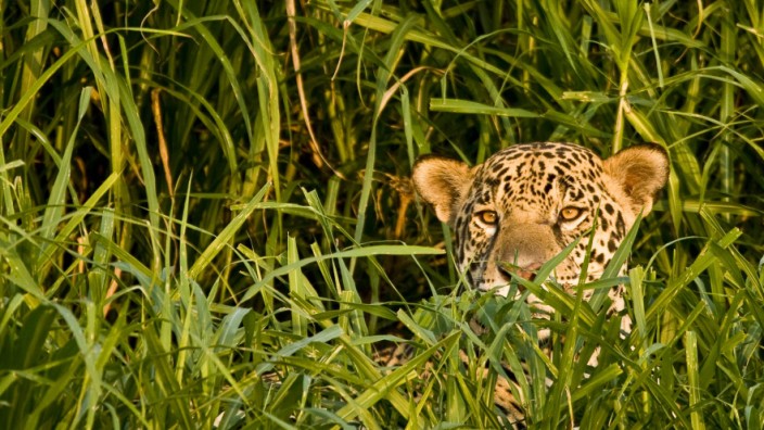Ein Jaguar im Pantanal in Brasilien