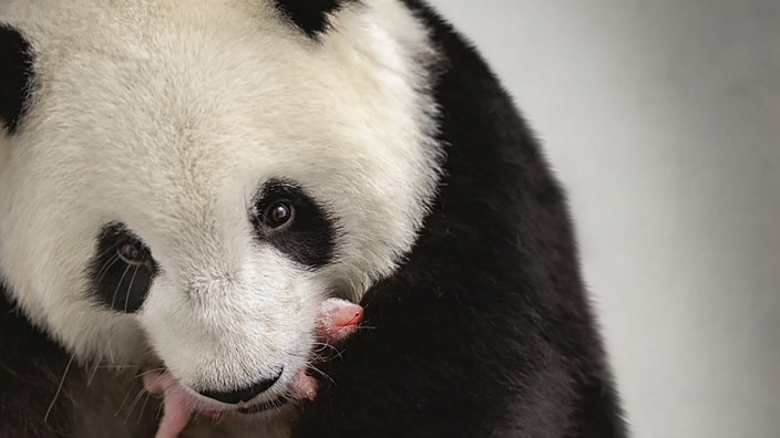 Berliner Panda-Babys: Ganz ruhig, keine Angst, hier wird niemand verletzt oder gar gefressen! Panda-Mutter Meng Meng trägt nur ihr Baby im Berliner Zoo.