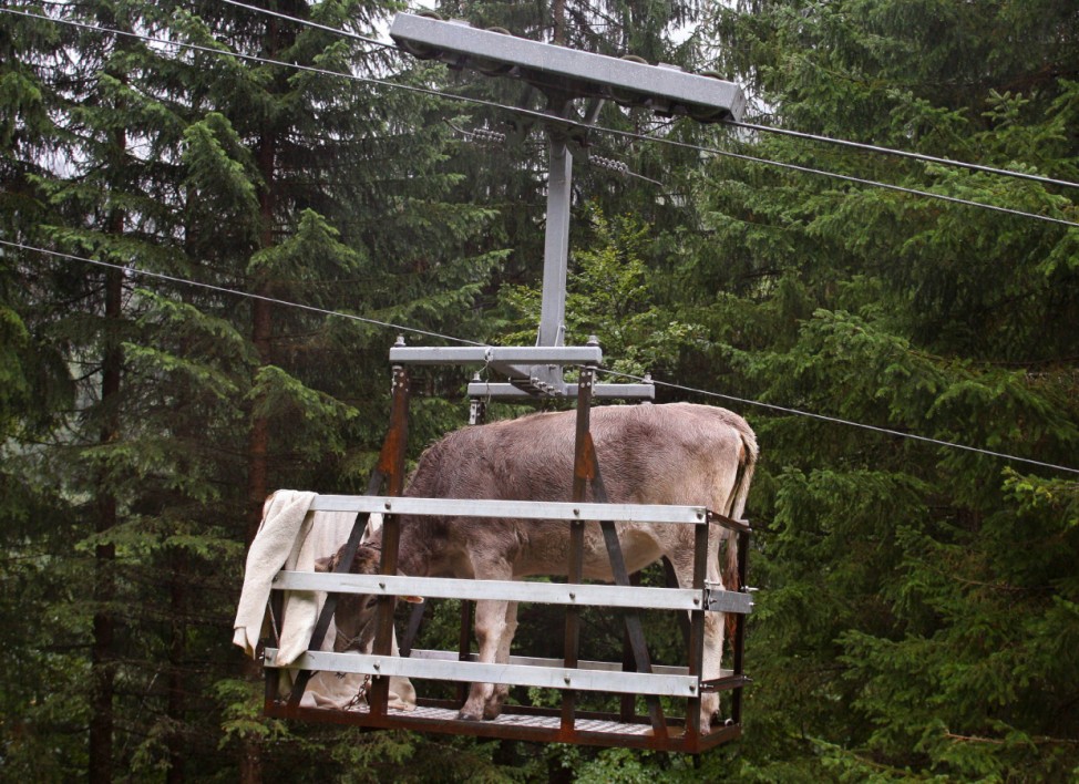 Viehscheid per Seilbahn, 2006
