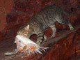 Katzen in Australien gefährden heimische Arten; Katzen in Australien gefährden heimische Arten