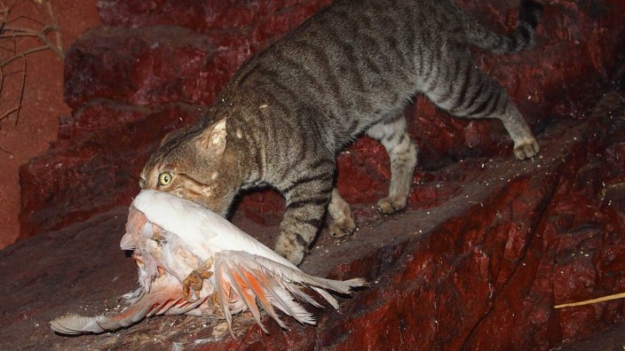 Katzen in Australien gefährden heimische Arten; Katzen in Australien gefährden heimische Arten