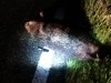 Ein Taxifahrer rammt bei Freising mit seinem Auto ein Tier. Angeblich soll er es für einen großen Hamster gehalten haben. Die Polizei sagt: Es war ein Wildschwein.