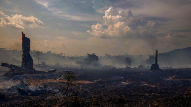 Umwelt: Abgebrannter Regenwald in Brasilien: Anders als in der Savanne richten Feuer hier großen ökologischen Schaden an.