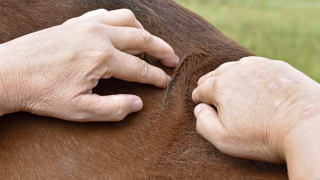Germering: Durch Druck an den entsprechenden Stellen kann Annette Rohde-Lange zum Beispiel Staus im Energiefluss aufspüren und beheben,was sich auf das körperliche Wohlbefinden auswirken kann. Die meisten Pferde,wie der Wallach Desio, lassen sich das gerne gefallen.