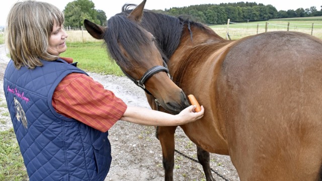Germering: Nicht zum Nachmachen für Laien gedacht ist diese Übung mit einer Karotte, mit der Annette Rohde-Lange die Beweglichkeit des Pferdes testet.