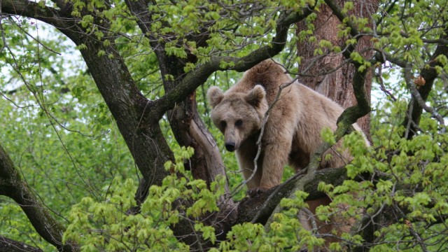 Nationalparks: An einigen Beobachtungsstellen kann man aus dem Versteck fast mit Sicherheit Braunbären sehen.