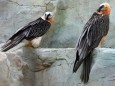 Bartgeier-Paar im Frankfurter Zoo