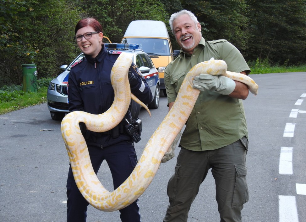 Pythonschlange in Österreich geborgen