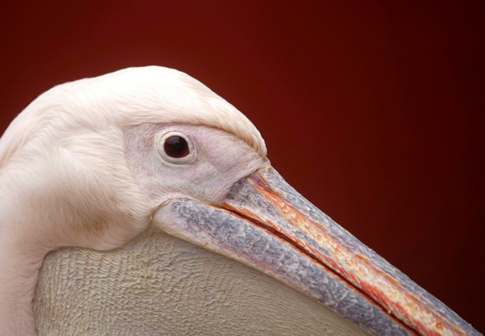 A pelican is pictured inside Central Zoo in Lalitpur
