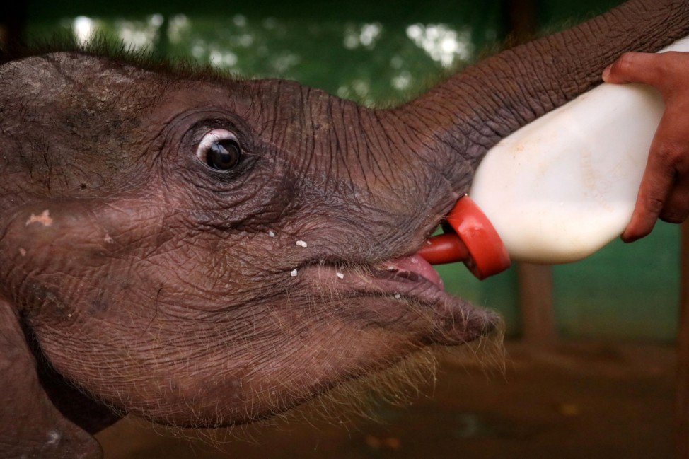 A camp staff feeds Ayeyar Sein, a four-month-old baby elephant who lost her parents to poachers, after her daily wound cleaning in Wingabaw Elephant Camp, Bago