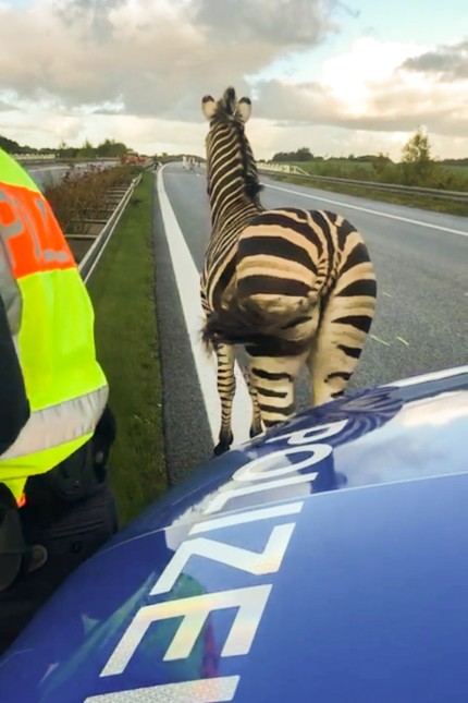 Mecklenburg-Vorpommern: Zebra auf der Autobahn: In der Nähe von Rostock war am Mittwoch ein Tier aus einem Zirkus entlaufen.