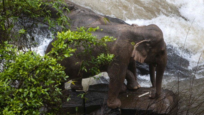 Thailand: Zwei Elefanten am Abgrund im Khao Yai Nationalpark in Thailand.