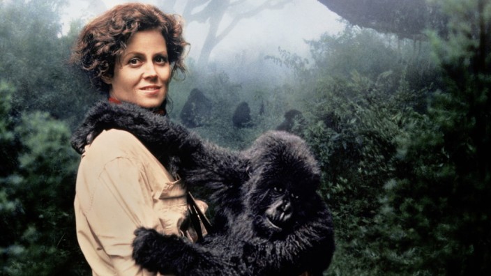 Zum 70. von Sigourney Weaver: Für "Gorillas im Nebel" wurde Sigourney Weaver 1989 zum dritten Mal für einen Oscar nominiert.