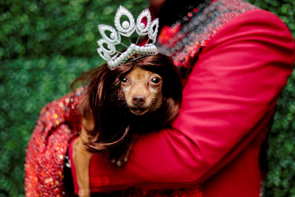 A pet dog dressed as a crowned Miss Universe is photographed at a pet fashion show celebrating World Animals Day in Quezon City,