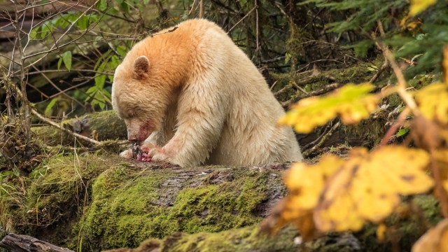 Segel-Kreuzfahrt in Kanada: Der Kermode- oder Geisterbär ist eigentlich ein Schwarzbär, der ein Gen für helles Fell trägt.