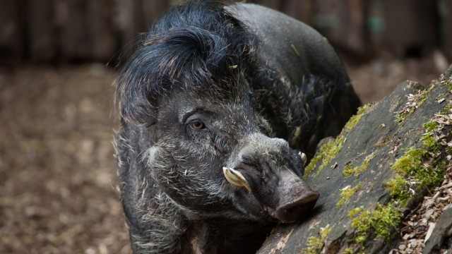 Verhaltensbiologie: Vom Aussterben bedroht: Visayas-Pustelschwein