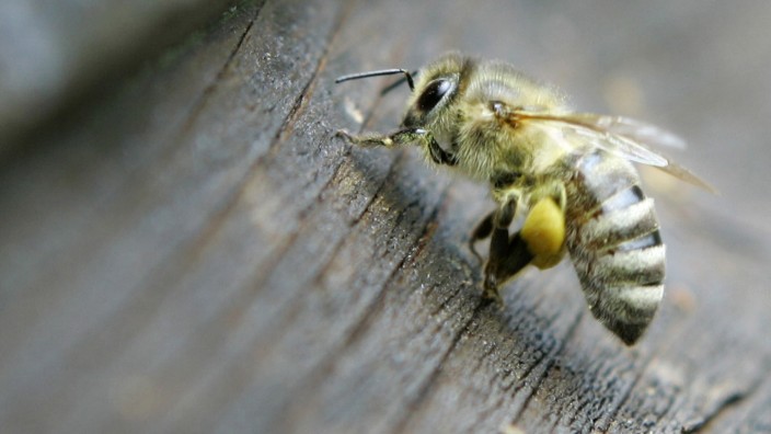 Australien: Betrunkene Bienen stürzen vor Parlament ab