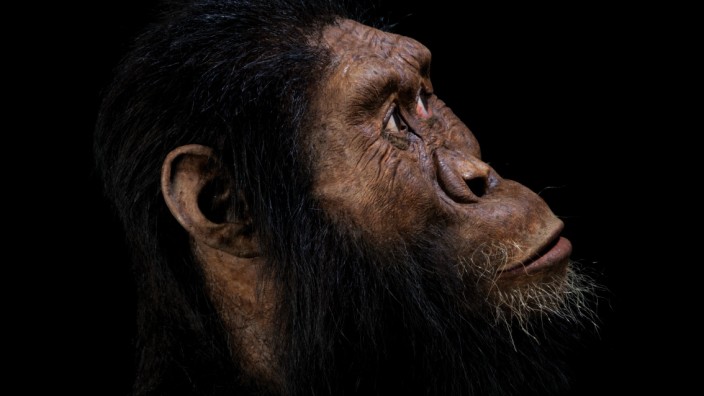 Anthropologie: Nachbildung eines 3,8 Millionen Jahre alten Schädels der Menschen-Gattung Australopithecus