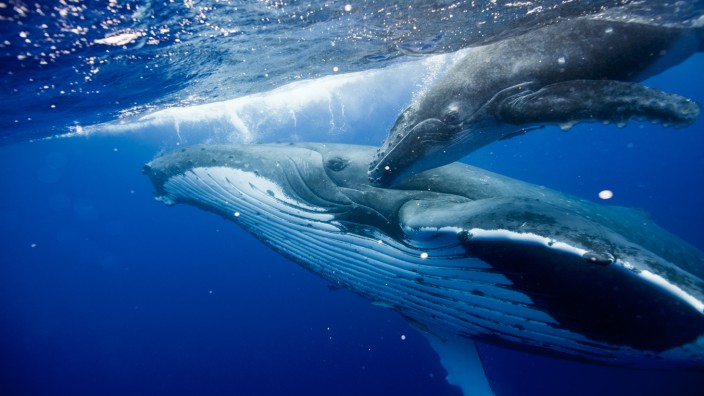 Evolution: Heute weiß man, dass Wale tatsächlich von Landlebewesen abstammen - Darwin hatte das zumindest vermutet.