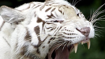 Neuseeland: Seltener weißer Tiger: Innerhalb von nur drei Monaten hat eni solches Tier in einem Zoo in Neuseeland zwei Mal einen Menschen angegriffen.