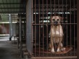 S. Korean dog meat farmers seek exit from 'dying business'