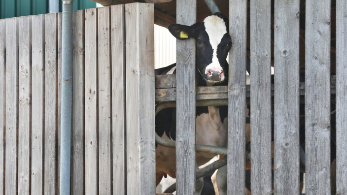 Tierschutz-Skandal Allgäu: Landwirt stellt Milchviehbetrieb ein