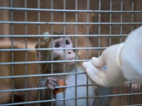 Tierversuche: Forschungsfreiheit gegen Tierwohl