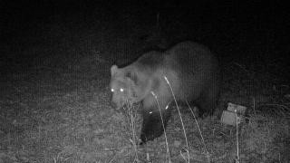 Wildtierkamera dokumentiert Bär in Bayern