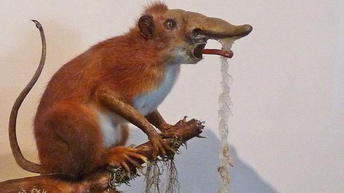 Serie: "Schneuzender Schniefling" heißt dieses fiktive Nasentier, das im Zoologischen Museum Straßburg ausgestellt ist.
