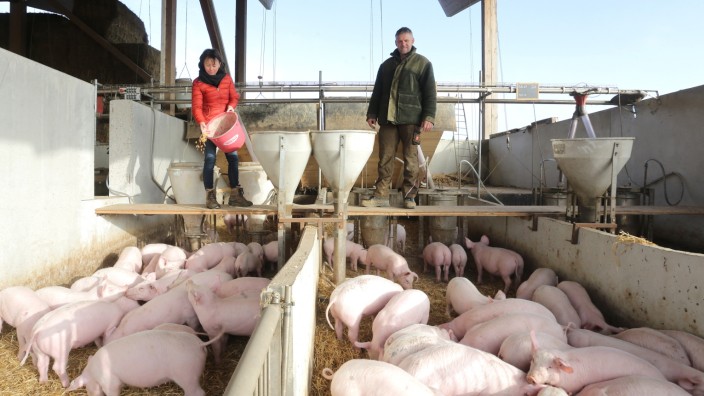 Tierhaltung: Barbara und Michael Weichselbaumer halten ihre Mastschweine seit Jahren in einem Kaltluftstall.