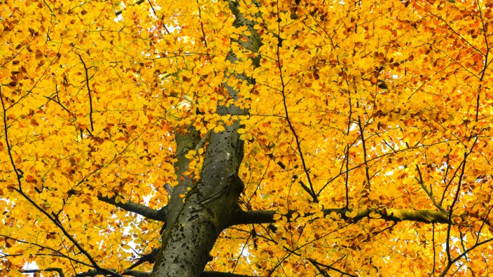 Herbstlich gefärbter Steigerwald