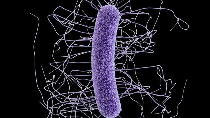 Infektionskrankheiten: Illustration des Keims Clostridioides difficile: Auch in Australien kann seit Kurzem ein zugelassenes Mikrobiom-Präparat gegen das Bakterium eingesetzt werden.