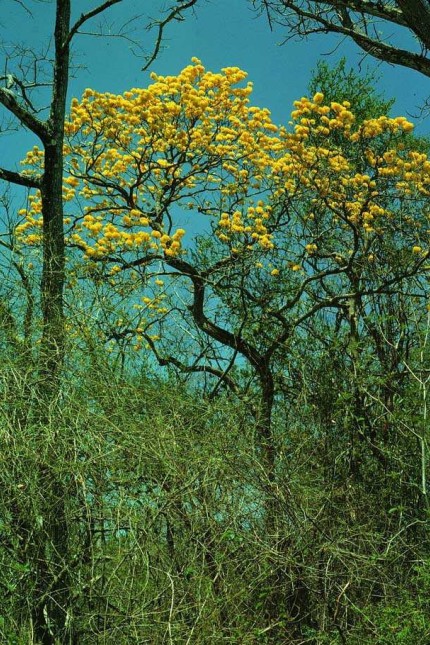 Interview am Morgen: Brandrodungen: Die leuchtend gelben Blüten von Tabebuia ochracea (Goldtrompetenbaum) sind in den laublosen Kronen in der Trockenzeit weithin für potentielle Bestäuber sichtbar.