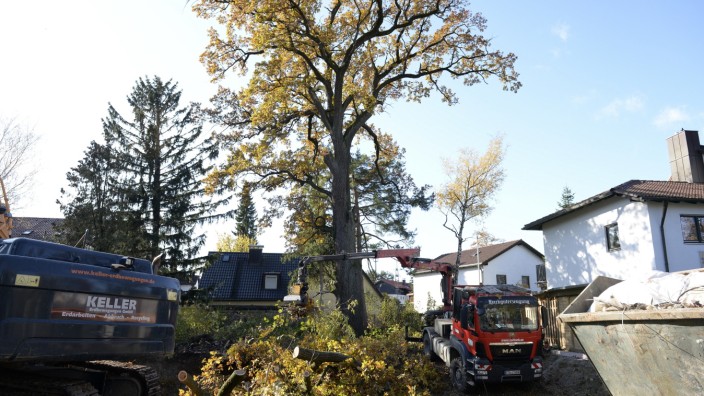 Naturschutz: Die prächtige Eiche am Pasinger Mühlerweg musste im November 2019 fallen.